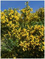 Семена Акация желтая (Caragana arborescens), 20 штук