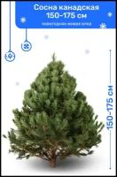 Сосна Канадская, новогодняя живая елка срезанная, 175-200 см