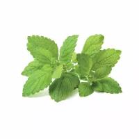 Click And Grow Комплект картриджей Click And Grow Lemon Balm 3 шт. для умного сада Click And Grow мелисса