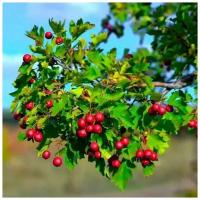 Боярышник крупноплодный (лат. Crataegus aestivalis) семена 25шт