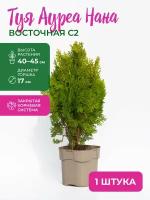 Туя восточная Ауреа Нана (золотитстая) С2, высота 40-45 см, диаметр горшка 17 см