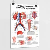 Медицинский плакат "Мочевыводящие пути: анатомия и психология" / А-2 (60x42 см.)