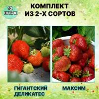 Набор саженцев клубники Максим/Гигантский Деликатес (12 штук)