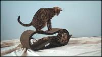 Когтеточка лежанка для кошек из картона Tommy Cat Свитч, Черная