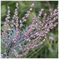 Полынь горькая (лат. Artemisia absinthium) семена 250шт