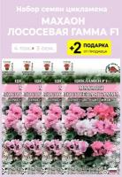 Семена Цикламен Махаон "Лососевая гамма", 4 упаковки + 2 Подарка