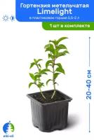 Гортензия метельчатая Limelight (Лаймлайт) 20-40 см в пластиковом горшке 0,5-2 л, саженец, лиственное живое растение