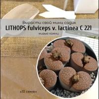 Семена литопсов Lithops fulviceps var. lactinea Аизовые / Окраска листьев кофейно-коричневая с точечками / Серия суккулентов Живые камни