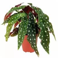 Бегония пятнистая, Begonia MACULATA, семена