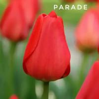 Тюльпаны,луковицы сорт Parade красные (4штуки)