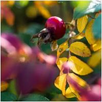 Шиповник морщинистый (лат. Rosa rugosa) семена 22шт