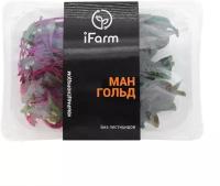 Мангольд, iFarm