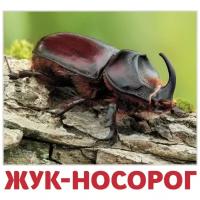 Доман Г. "АгаБум. Набор карточ. Насекомые (16.5х17.5 см) (0+)"