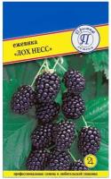 Ежевика ЛОХ несс. Семена. Среднепоздний сорт ежевики высотой до 4 м. Ягоды крупные, массой 6-12 гр