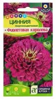 Семена цветов Цинния "Фиолетовая Королева" георгиноцветковая, О, 0,3 г