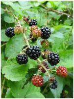 Семена Ежевика обыкновенная (Rubus vulgaris), 20 штук