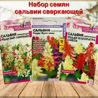 Семена цветов для сада и ландшафтного дизайна Сальвия сверкающая. Набор 3 пакетика