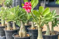 Адениум Тучный Звезда Сайгона, Роза пустыни, суккулент с восхитительными цветами и толстым стволом-бутылкой можно выращивать как комнатное, 3 шт семян