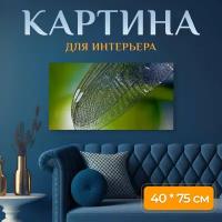 Картина на холсте "Крылья стрекозы, природа, закрыть" на подрамнике 75х40 см. для интерьера