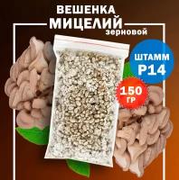 Мицелий вешенки зерновой Р14 (летний) - 150 гр