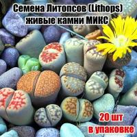 Семена Литопсов "живые камни" микс (Lithops) 20шт