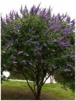 Семена Витекс священный (Целомудренник) / Vitex agnus-castus, 25 штук