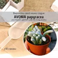 Семена суккулента Авония / Avonia papyracea Красивое растение с чешуей, суккулент с чешуей