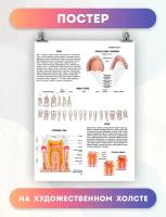 Постер на холсте анатомия зубы биология больница 30х40 см