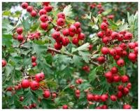 Боярышник перистонадразрезанный (лат. Crataegus pinnatifida) семена 15шт