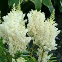 Астильба Вижн белая 1 шт (Astilbe Vision in White), саженцы