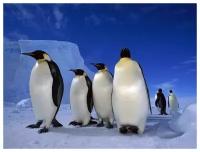 Постер на холсте Императорские пингвины (Emperor penguins) №2 40см. x 30см