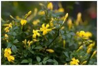 Жасмин кустарниковый (лат. Jasminum fruticans) семена 25шт