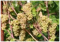 Виноград плодовый (Vitis/Parthenocissus плодовый Платовский C4p)