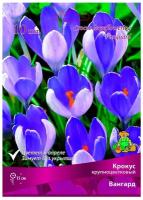 Крокус крупноцветковый Вангард 10 луковиц. Агрофирма Поиск