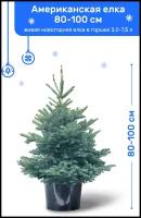 Ель Голубая (Американская), живая новогодняя елка в пластиковом горшке (3-7,5 л), 80-100 см
