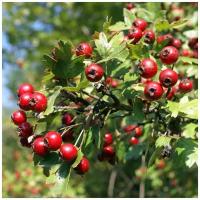 Боярышник алтайский (лат. Crataegus altaica) семена 15шт