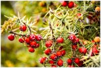 Можжевельник колючий - Можжевельник красный - Карандашное дерево (лат. Juniperus oxycedrus) семена 25шт