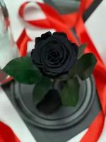 Черная роза в колбе "Мини" с подарочной коробкой/21 см
