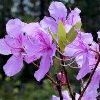 Семена Орешка Рододендрон даурский (лат. Rhododendron dauricum, багульник) 25 шт