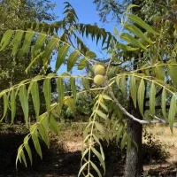 Семена Орех скальный (Juglans rupestris Engelm), 5 штук