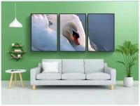 Набор модулных постеров для интерьера "Лебедь, немой лебедь, cygnus цвет" 60x90 см. в тубусе, без рамки