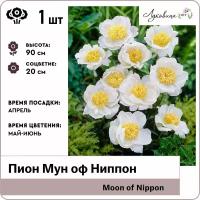 Пион Мун оф Ниппон (Moon of Nippon) 2-3 почки, корни 1шт, Голландия