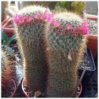 Семена Орешка Суккулент Кактус Mammillaria magnifica 10 шт