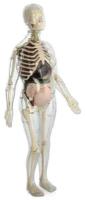 Анатомический набор для исследований Edu-Toys MK064 беременная женщина