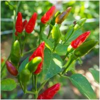 Перец острый Ravit Bird Eye - Птичий глаз (лат. Capsicum annuum Bird's Eye) семена 15шт