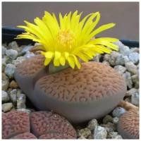 Семена Орешка Суккулент Литопс Lithops hookeri v. marginata C 154 коричневый 10 шт