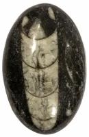 Кабошон Ортоцерас, природный, 31х20х5 мм, вес камня 5 грамм