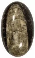 Кабошон Ортоцерас, природный, 35х21х7 мм, вес камня 8 грамм