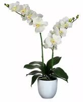 Edelman, Искусственная орхидея фаленопсис в горшочке, кремовый, 66х38 см 950161