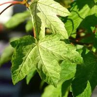 Клён белый (лат. Acer pseudoplatanus) семена 25шт + подарочек